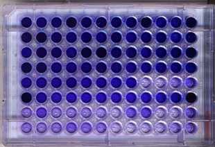 Bacterial Biofilms 1