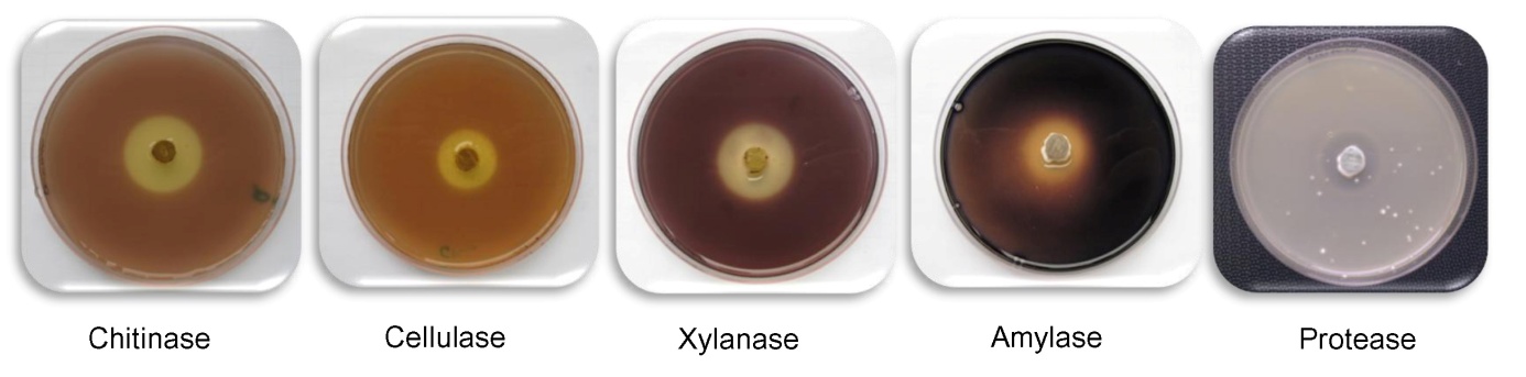 Assay for the detection of diverse enzymatic activities on agar plates 