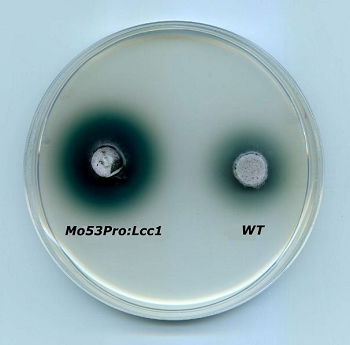 The filamentous fungus Magnaporthe oryzeae used for the heterologous expression of a laccase from Coprinopsis cinerea, compared with the wild tipe. Green color indicates laccase activity 