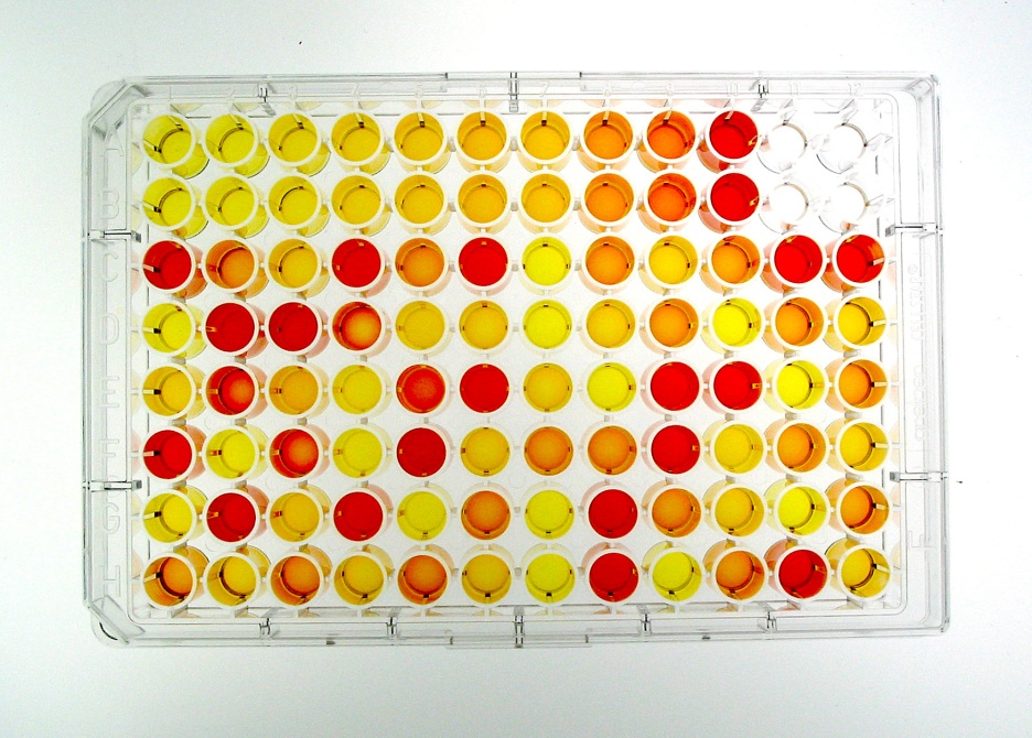 Dextranase assay in microtiter plates, an example for the quantification and characterization of an enzymatic activity 