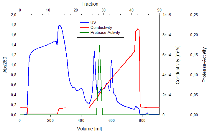 Purification of the enzyme of interest is achieved by chromatography. In this case a protease has been purified using anion exchange chromatography 