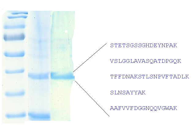 SDS analysis of purified proteins and microsequencing results by tandem mass spectrometry (Q-TOF) 