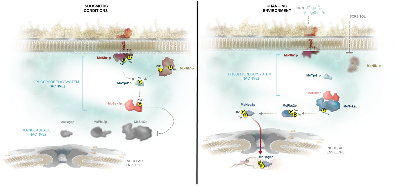 HOG signaling cascade 