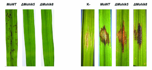 Magnaporthe oryzae leave assay 