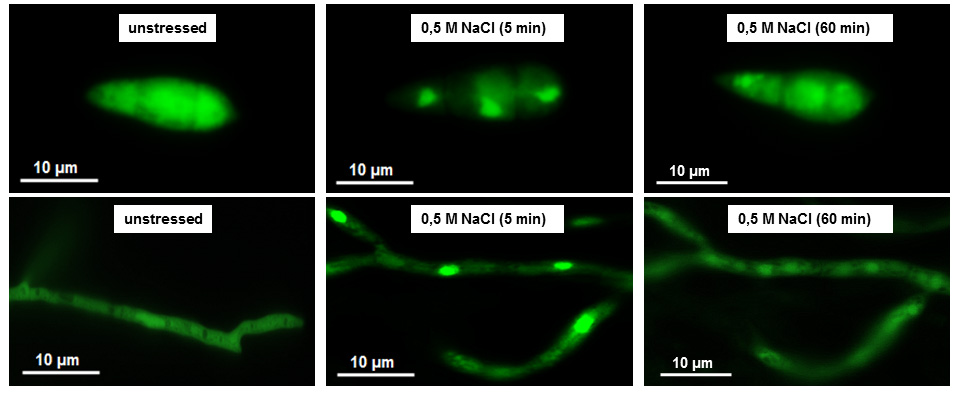 HOG GFP 