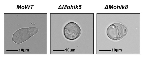 spore morphology 